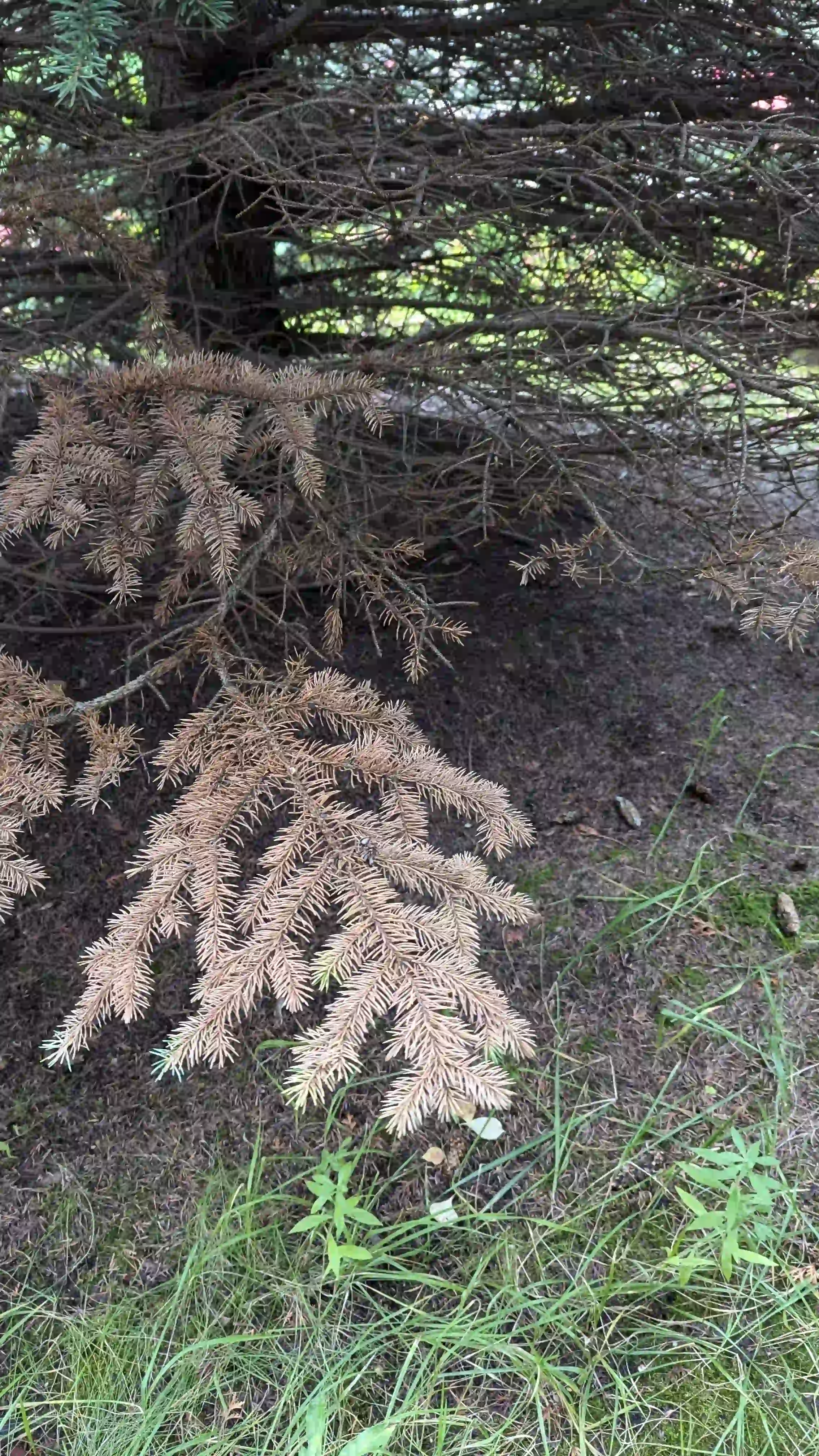 Болезни нижнего яруса в г. Домодедово